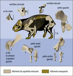 Reconstitution de <em>Lisowicia bojani</em> - crédits : Encyclopædia Universalis France