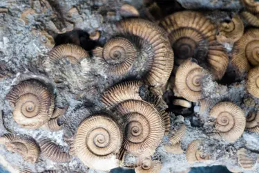 Ammonites - crédits : Hans Splinter/ flickr ; CC BY-ND