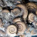 Ammonites - crédits : Hans Splinter/ flickr ; CC BY-ND