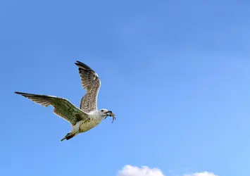 Mouette en vol - crédits : Pixelnest/ Shutterstock