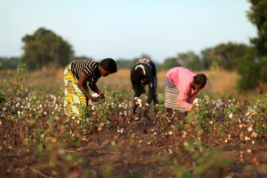 Récolte manuelle du coton au Burkina Faso - crédits : Chris Ratcliffe/ Bloomberg/ Getty Images