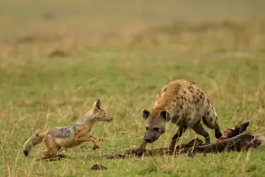 Chacal à chabraque et hyène tachetée - crédits : Auscape/ Universal Images Group/ Getty Images