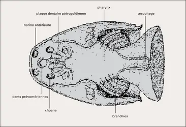 Neoceratodus (cavité buccale) - crédits : Encyclopædia Universalis France