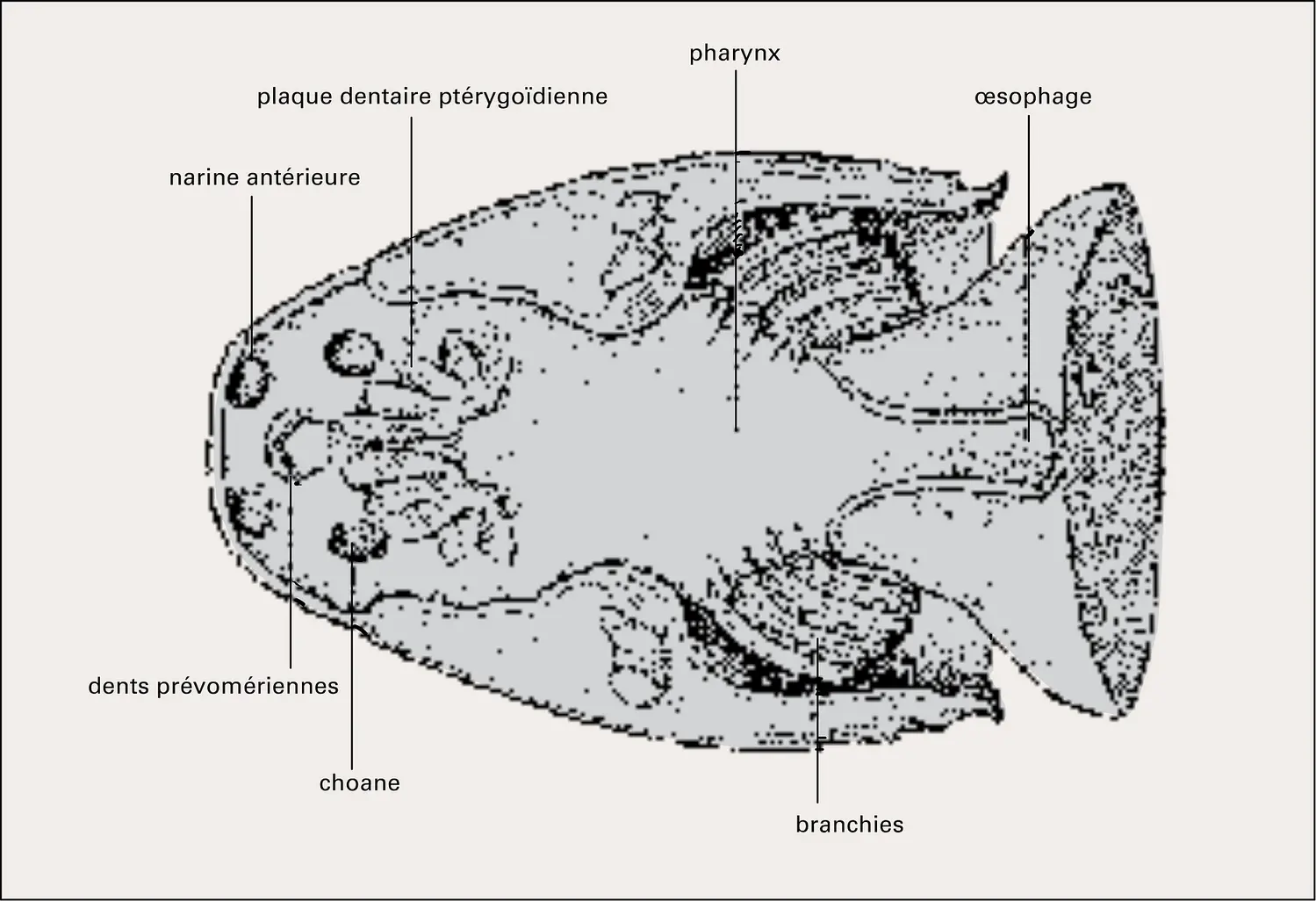 Neoceratodus (cavité buccale)