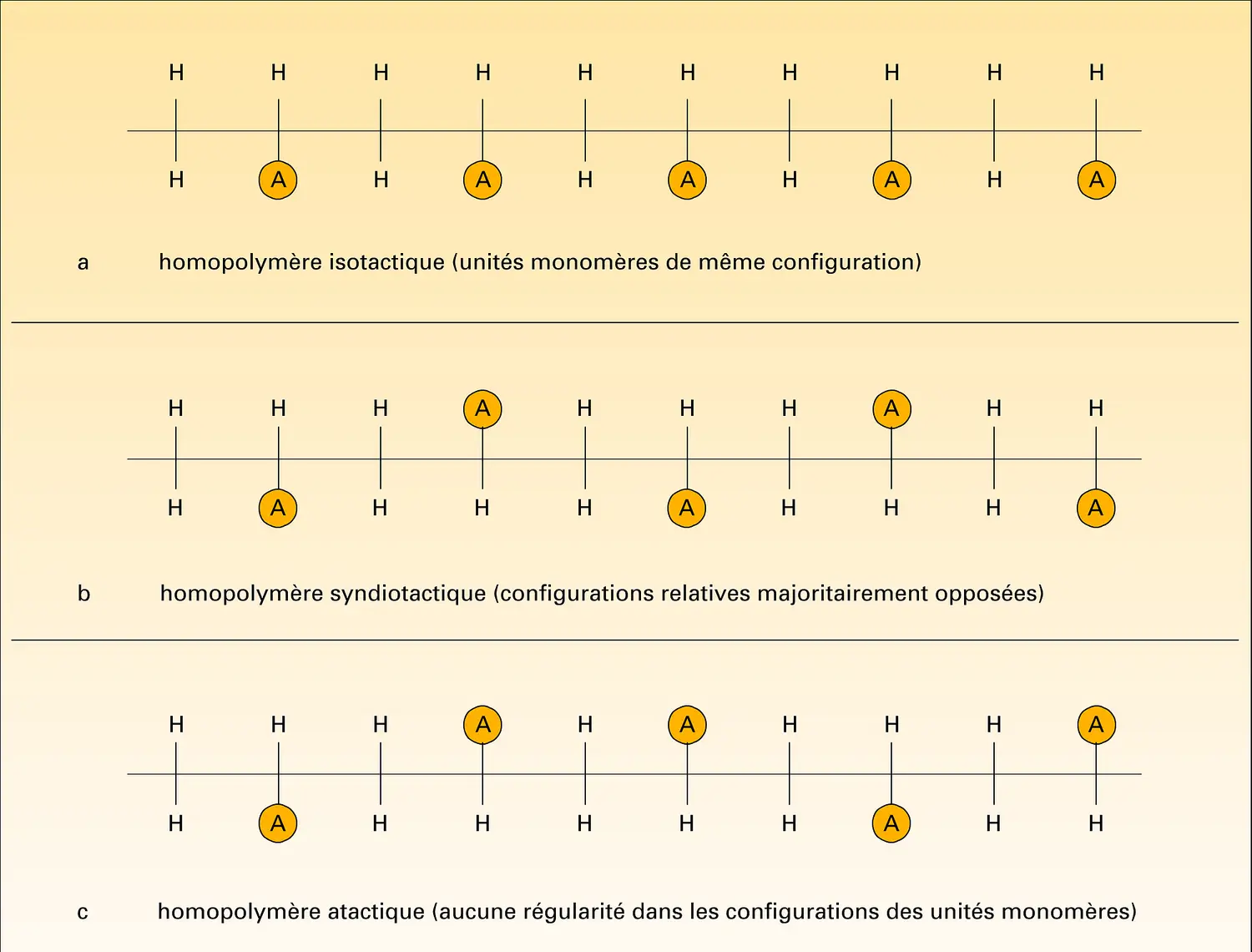 Diverses configurations des homopolymères