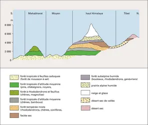 Étagement des formations végétales - crédits : Encyclopædia Universalis France