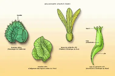 Polygonacées : série anémophile - crédits : Encyclopædia Universalis France