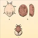 Hamamelistes spinosus : reproduction - crédits : Encyclopædia Universalis France