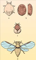 Hamamelistes spinosus : reproduction - crédits : Encyclopædia Universalis France