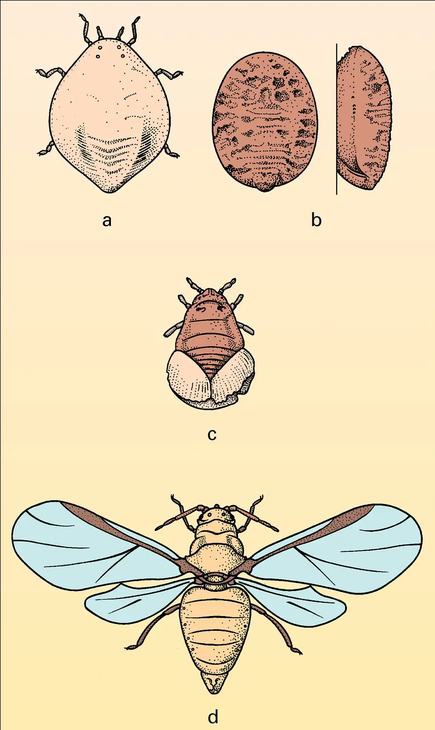 Hamamelistes spinosus : reproduction