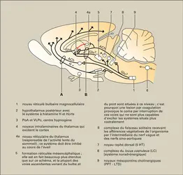 Sommeil-rêve-éveil : réseaux exécutifs de l'éveil. - crédits : Encyclopædia Universalis France