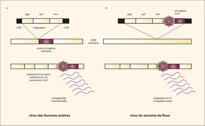 Transformation cellulaire et rétrovirus. - crédits : Encyclopædia Universalis France