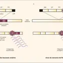 Transformation cellulaire et rétrovirus. - crédits : Encyclopædia Universalis France