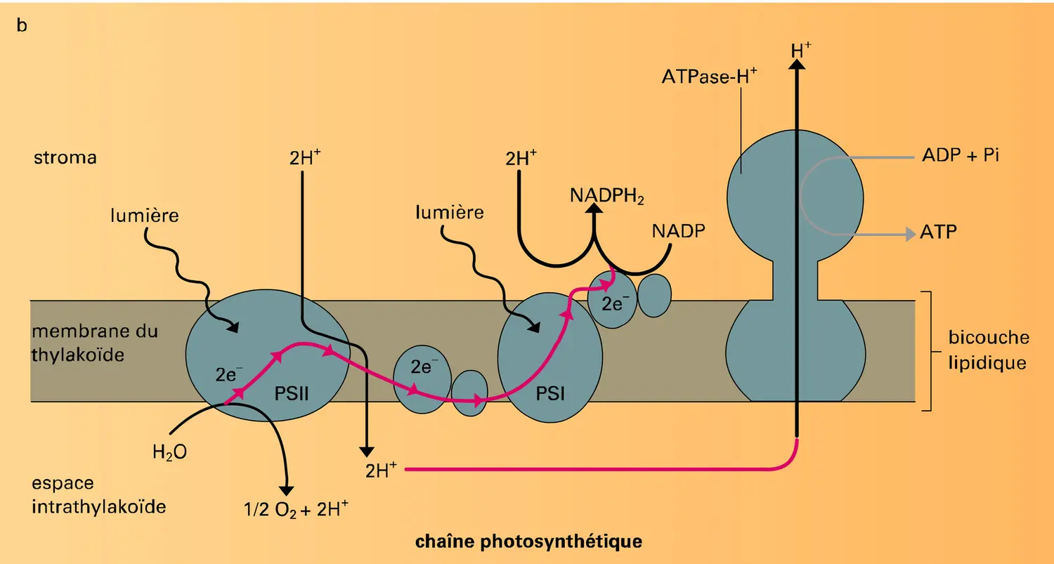 Translocation de protons et synthèse d'ATP - vue 2