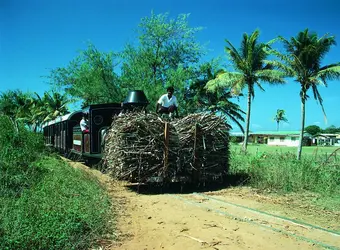 Fidji, transport de canne à sucre - crédits : S. Chester/ Comstock