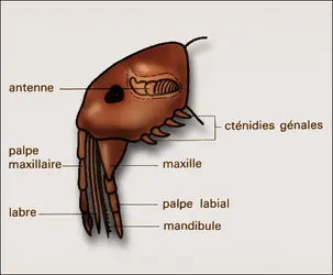 Aphaniptères : pièces buccales - crédits : Encyclopædia Universalis France