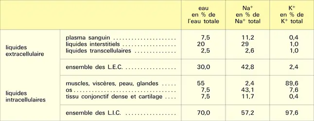 Eau, calcium et potassium dans l'organisme - crédits : Encyclopædia Universalis France