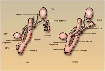 Échidné : organes génitaux et urinaires - crédits : Encyclopædia Universalis France