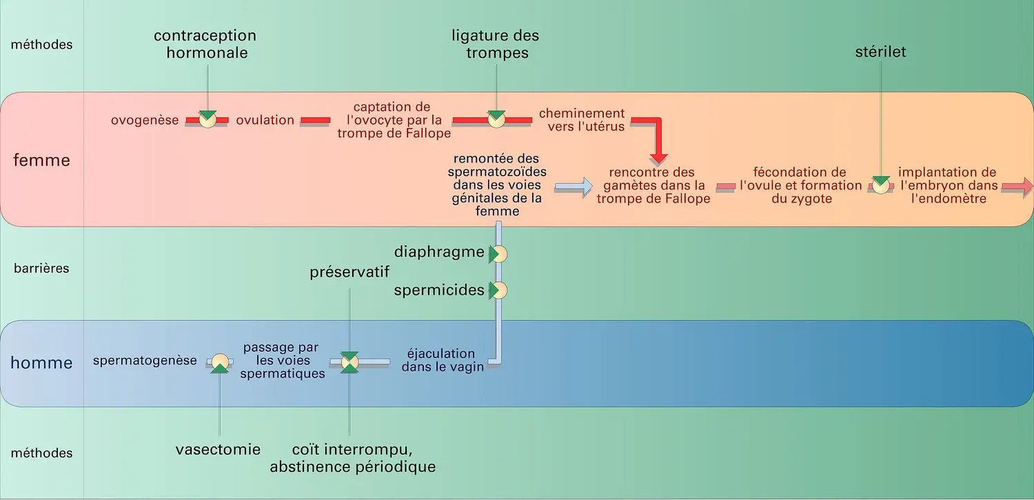 Principales méthodes de contraception