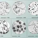 Microscopie optique : bactéries - crédits : Encyclopædia Universalis France