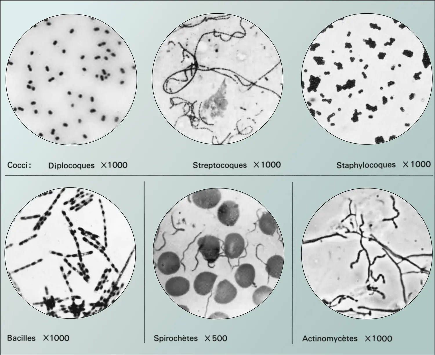 Microscopie optique : bactéries