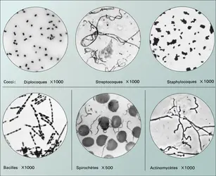 Microscopie optique : bactéries - crédits : Encyclopædia Universalis France