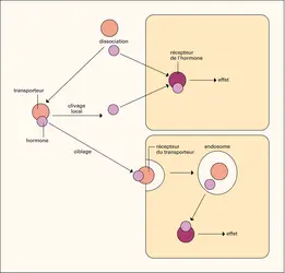 Hormones : transporteurs plasmatiques - crédits : Encyclopædia Universalis France