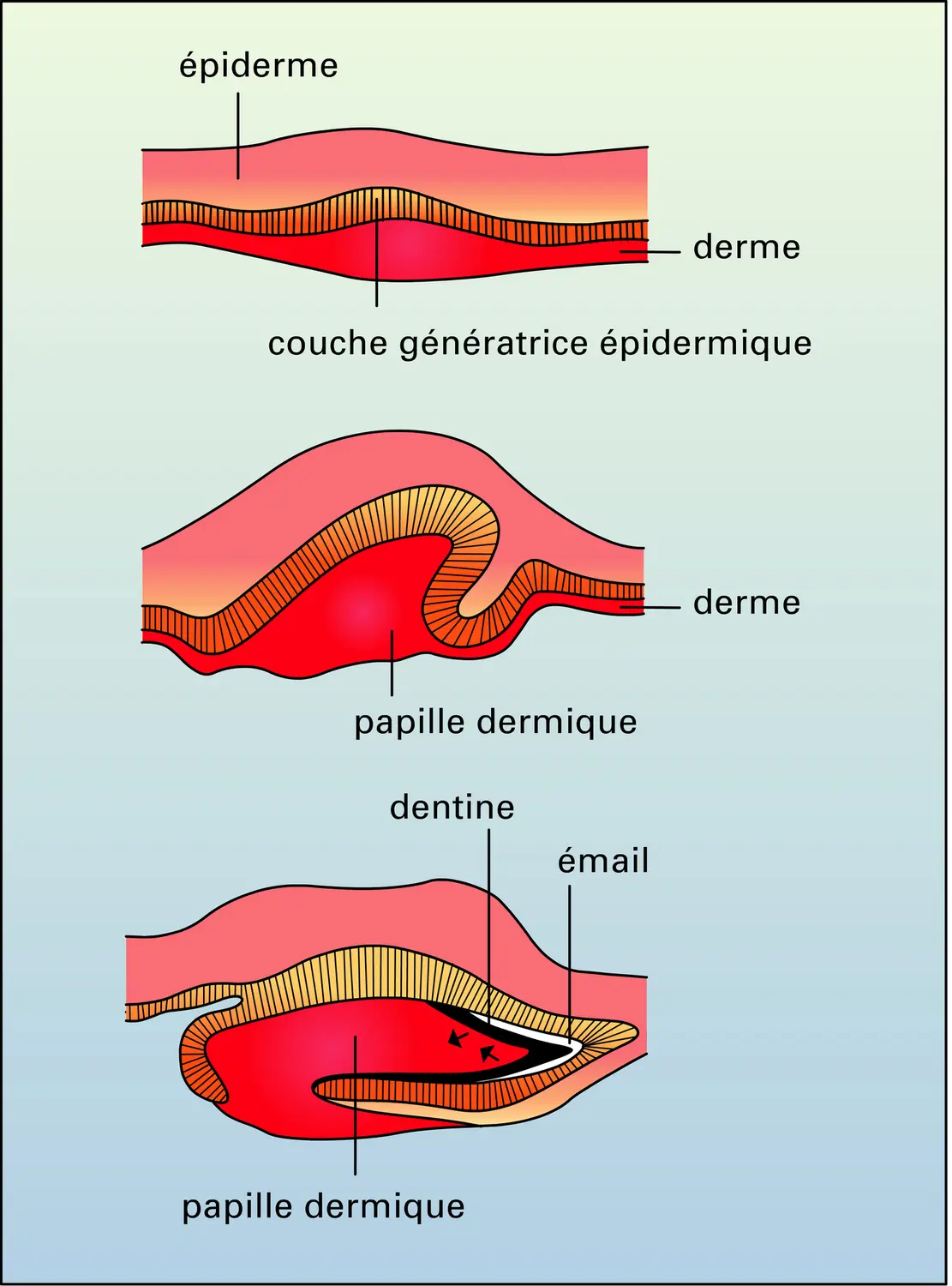 Écaille placoïde - vue 1