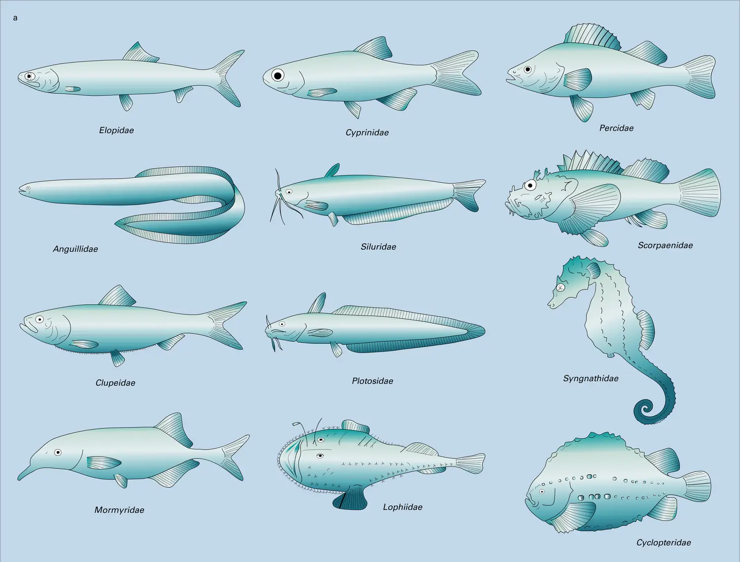 Téléostéens : diversité morphologique - vue 1