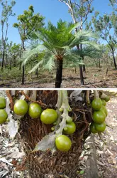 Cycas - crédits : Hervé Sauquet