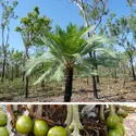 Cycas - crédits : Hervé Sauquet