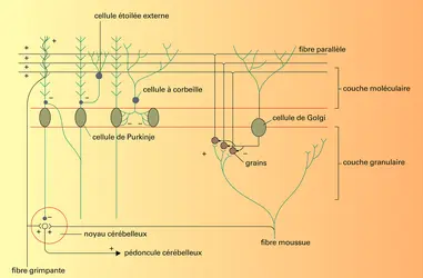 Cortex et connexions cytologiques - crédits : Encyclopædia Universalis France