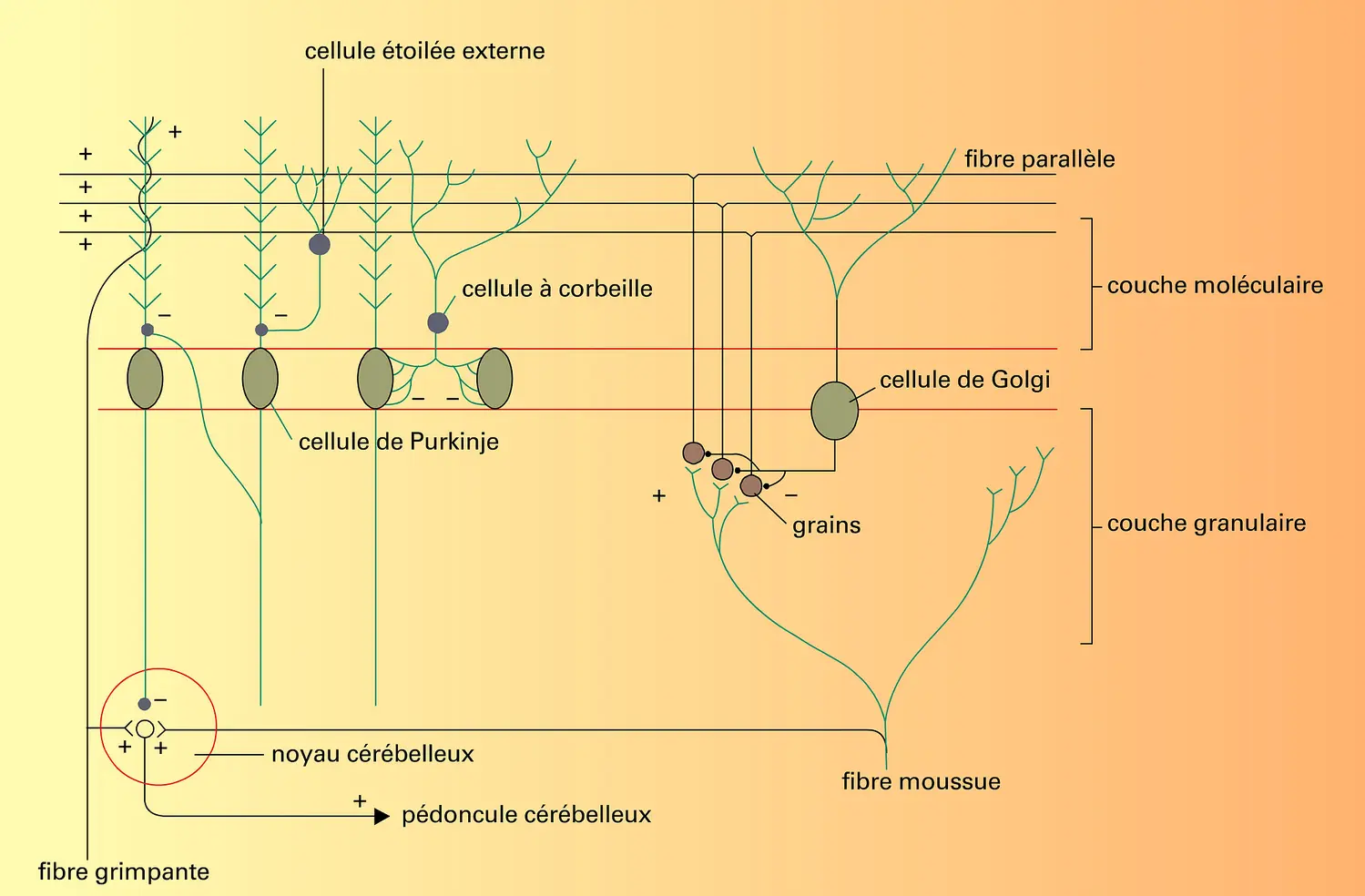 Cortex et connexions cytologiques