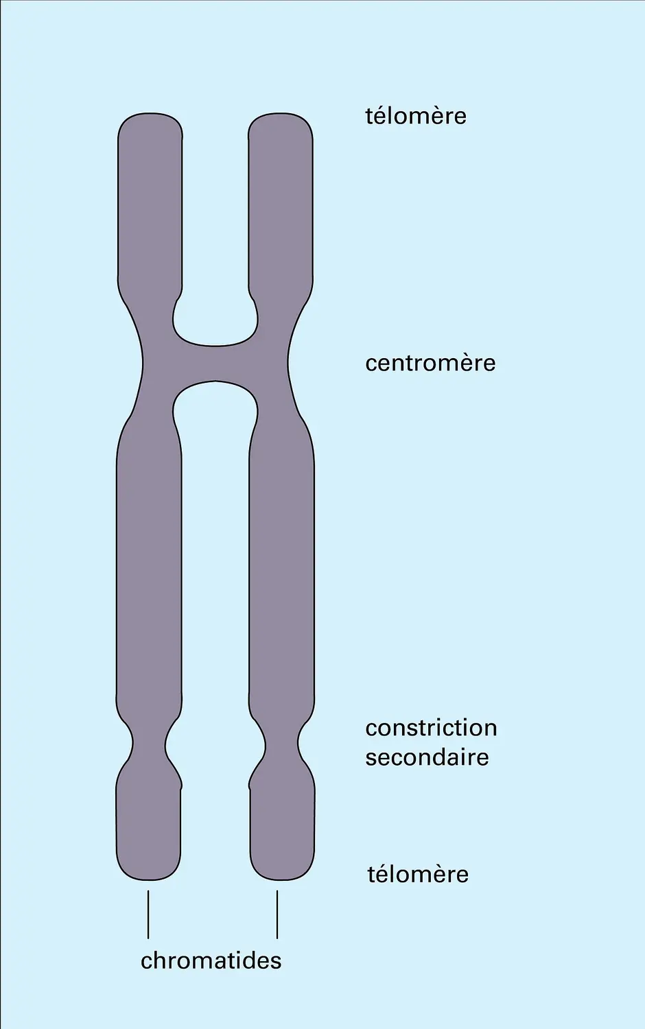 Chromosome métaphasique