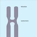 Chromosome métaphasique - crédits : Encyclopædia Universalis France