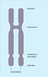 Chromosome métaphasique - crédits : Encyclopædia Universalis France