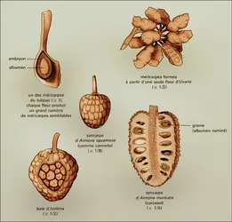 Magnoliacées et annonacées : évolution des méricarpes - crédits : Encyclopædia Universalis France