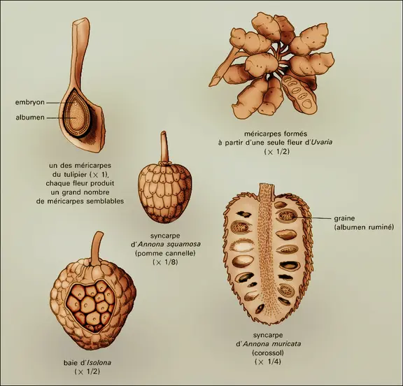 Magnoliacées et annonacées : évolution des méricarpes