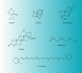 Terpénoïdes : unité structurale - crédits : Encyclopædia Universalis France