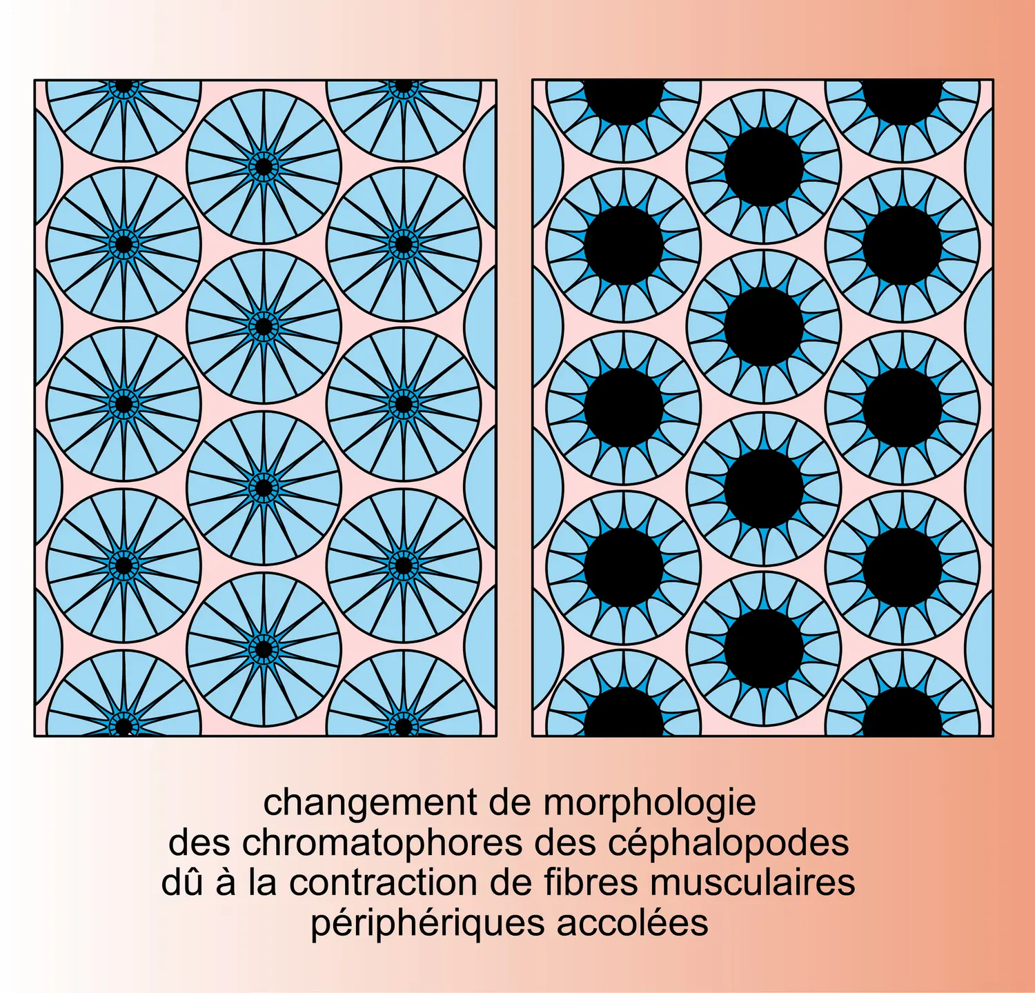 Chromatophores : mécanismes d'expansion - vue 2