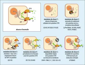 Effets des principales mutations affectant la protéine CFTR - crédits : Encyclopædia Universalis France