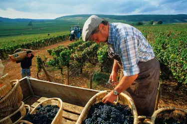 Bourgogne : les vendanges du pinot noir - crédits : Ian Shaw/ The Image Bank/ Getty Images