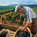 Bourgogne : les vendanges du pinot noir - crédits : Ian Shaw/ The Image Bank/ Getty Images