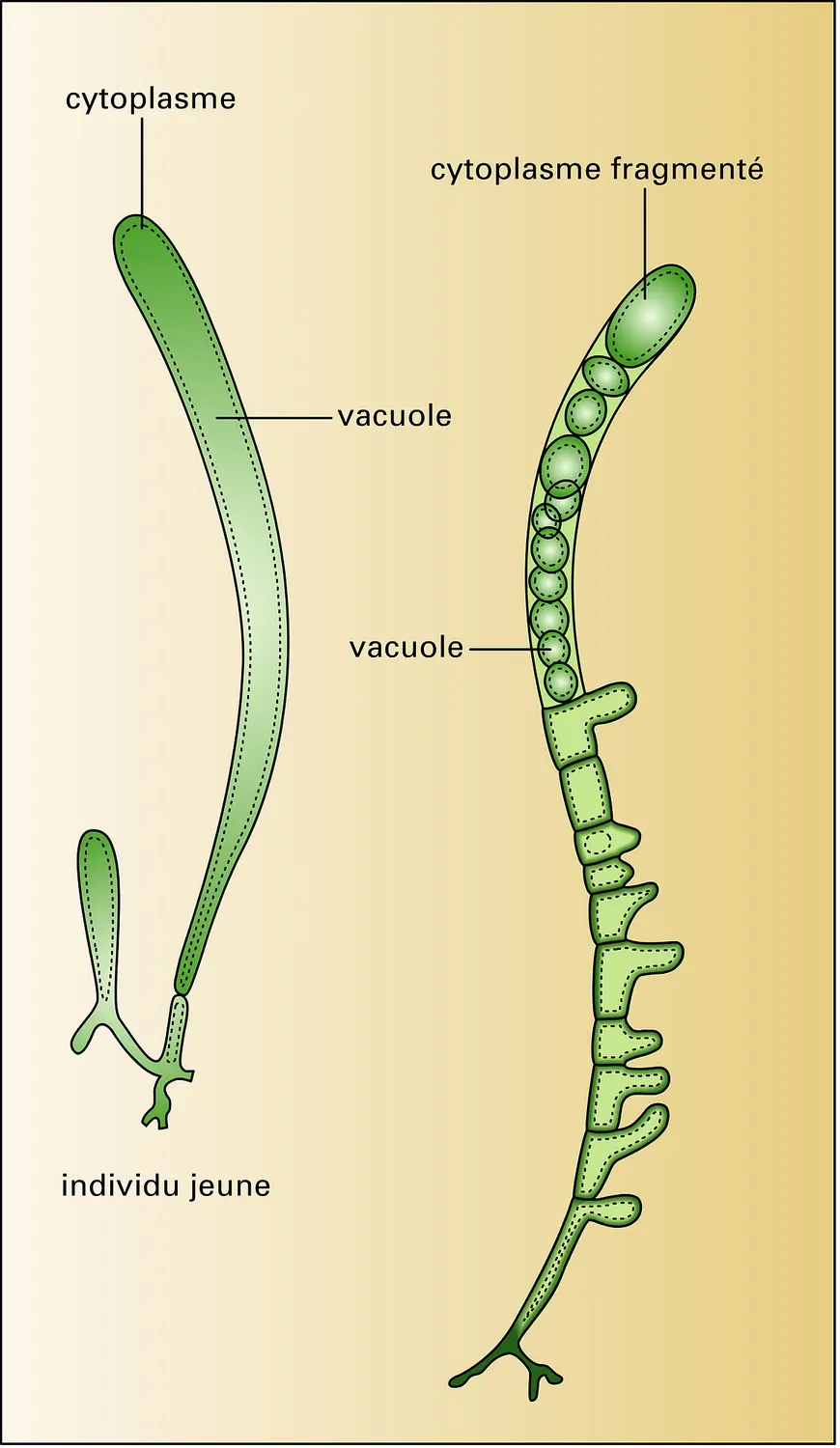 Siphonocladus