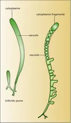 Siphonocladus - crédits : Encyclopædia Universalis France