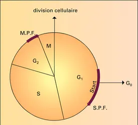 Eucaryotes : cycle cellulaire - crédits : Encyclopædia Universalis France