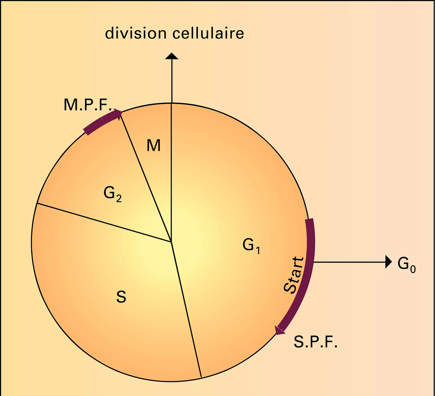 Eucaryotes : cycle cellulaire