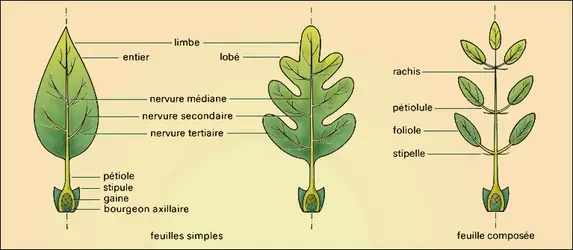 règne végétal > feuille > feuilles simples image - Dictionnaire Visuel