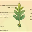 Éléments constitutifs de la feuille - crédits : Encyclopædia Universalis France