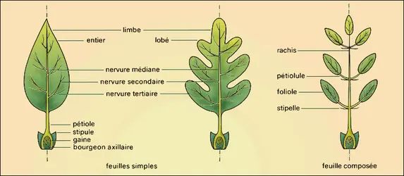 Éléments constitutifs de la feuille - crédits : Encyclopædia Universalis France